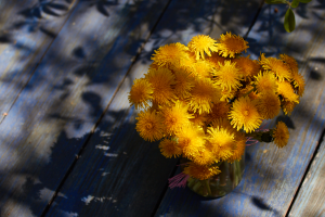 closeup dandelion yellow blue shadow sunlight nature flowers