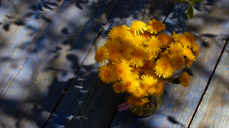 closeup dandelion yellow blue shadow sunlight nature flowers HD Wallpaper Desktop Background