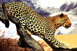 leopard animals