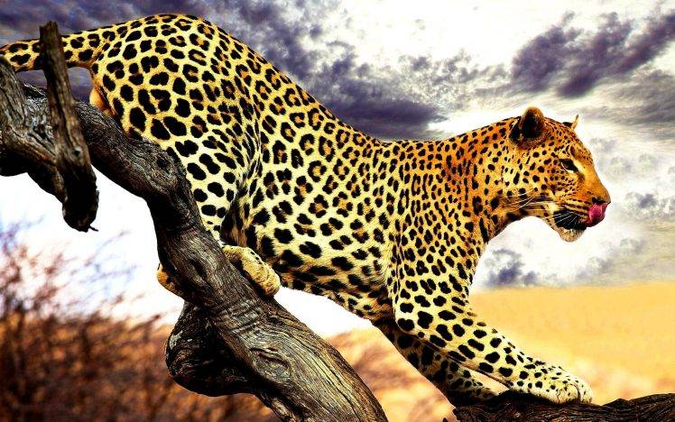 leopard animals HD Wallpaper Desktop Background