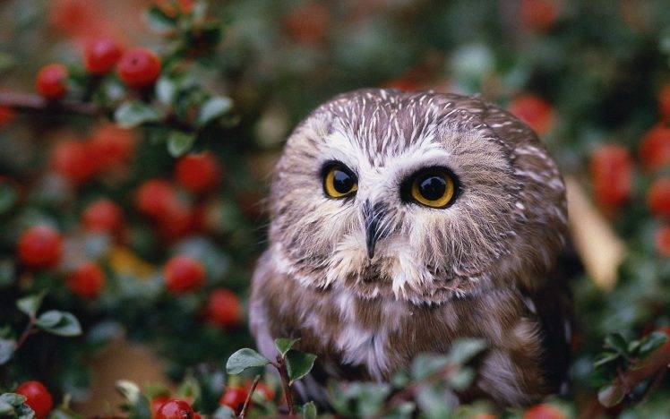 owl birds HD Wallpaper Desktop Background