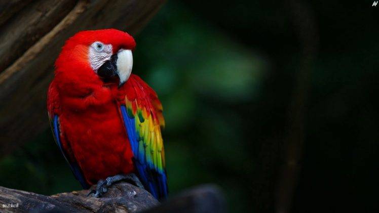 parrot birds HD Wallpaper Desktop Background