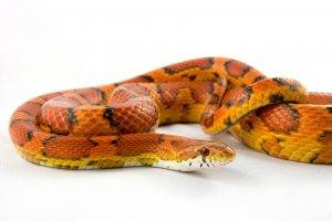 animals corn snake