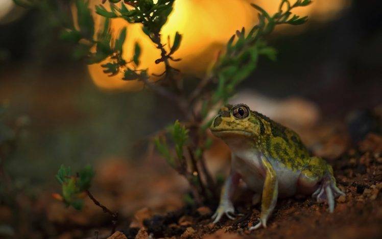 animals toad HD Wallpaper Desktop Background