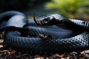 animals snake reptiles