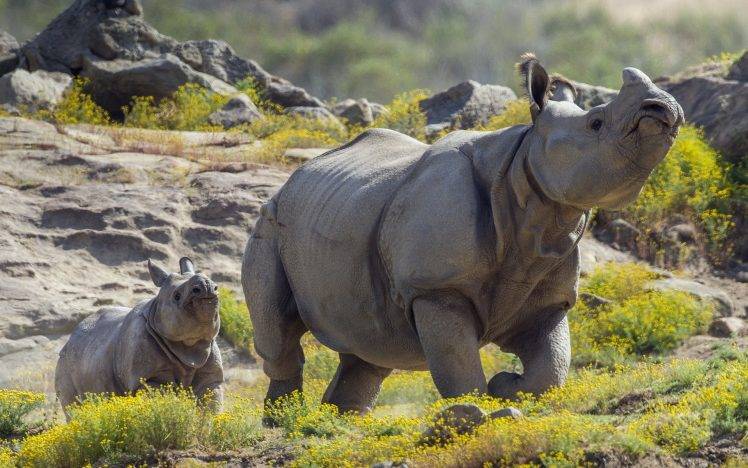 animals mammals rhino HD Wallpaper Desktop Background