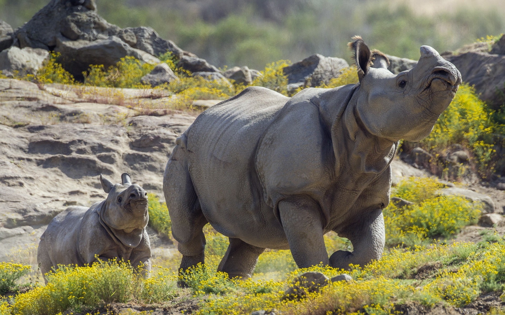animals mammals rhino Wallpaper