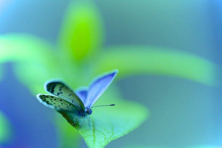 animals macro lepidoptera insect HD Wallpaper Desktop Background