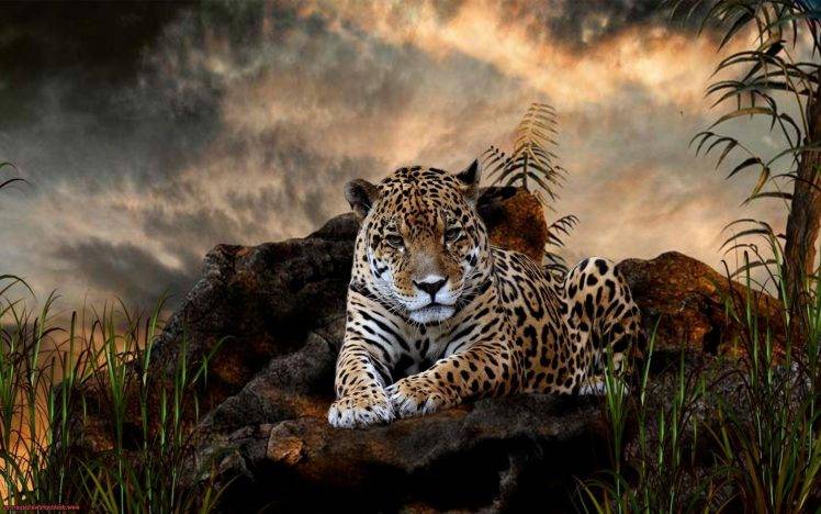 leopard animals HD Wallpaper Desktop Background