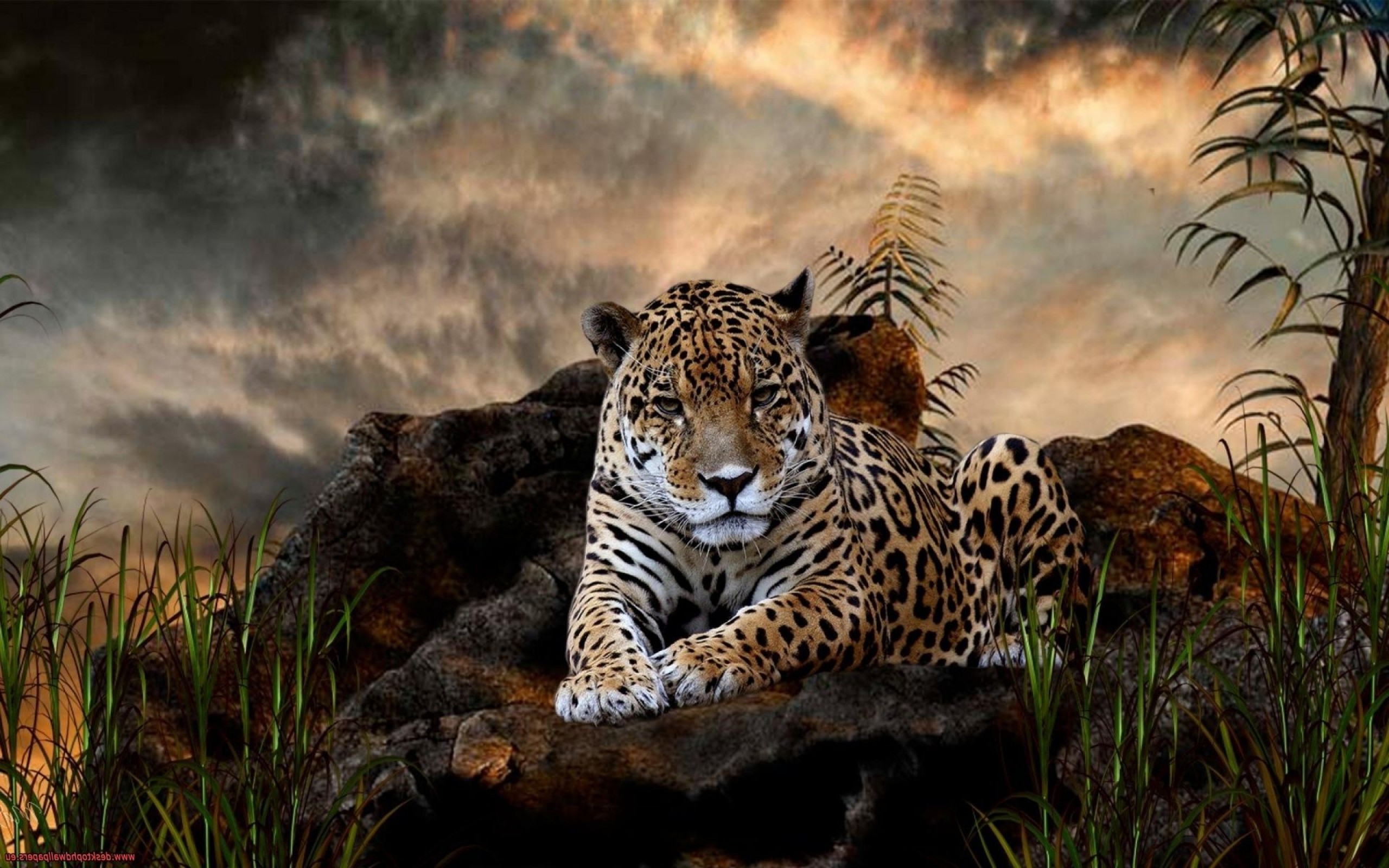 leopard animals Wallpaper