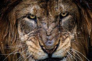 nature photography lion big cats animals portrait water drops
