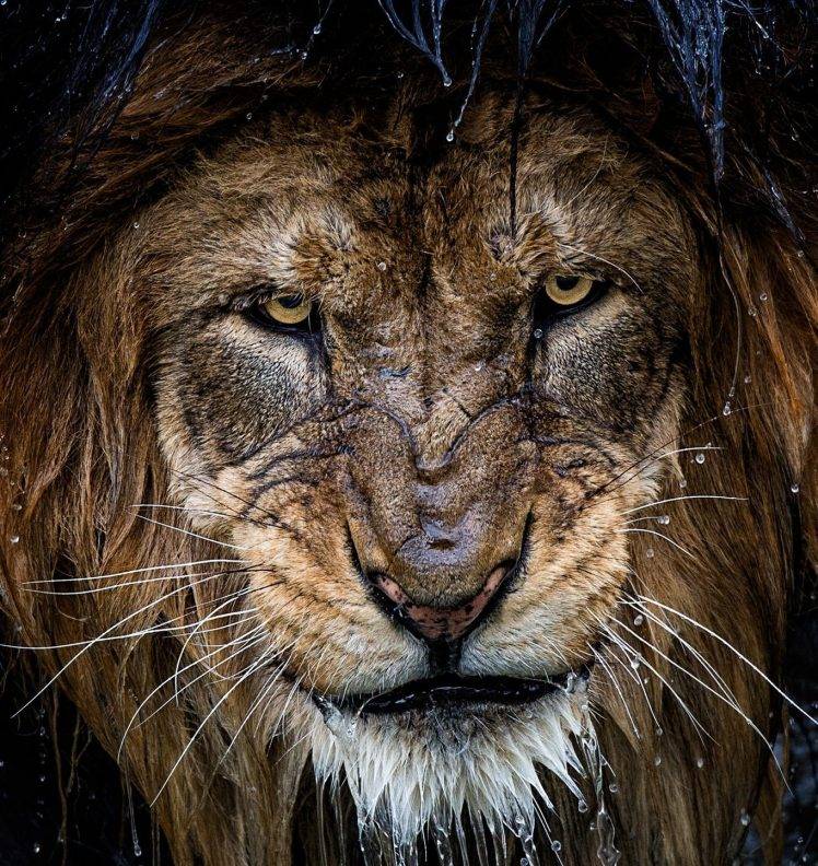 nature photography lion big cats animals portrait water drops HD Wallpaper Desktop Background