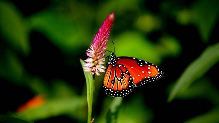 butterfly animals flowers plants HD Wallpaper Desktop Background