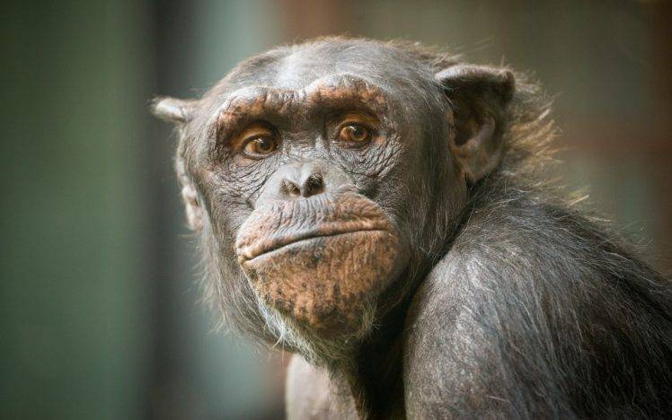 animals apes HD Wallpaper Desktop Background