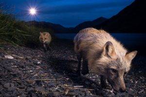 night fox animals