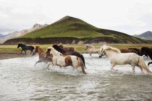 animals water landscape horse nature