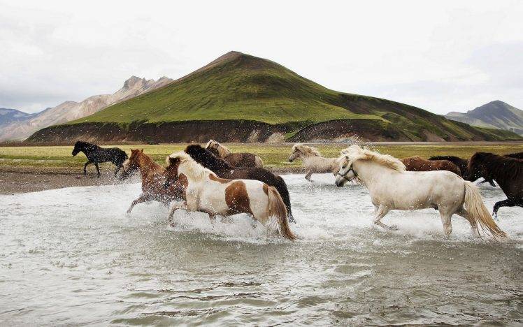 animals water landscape horse nature HD Wallpaper Desktop Background