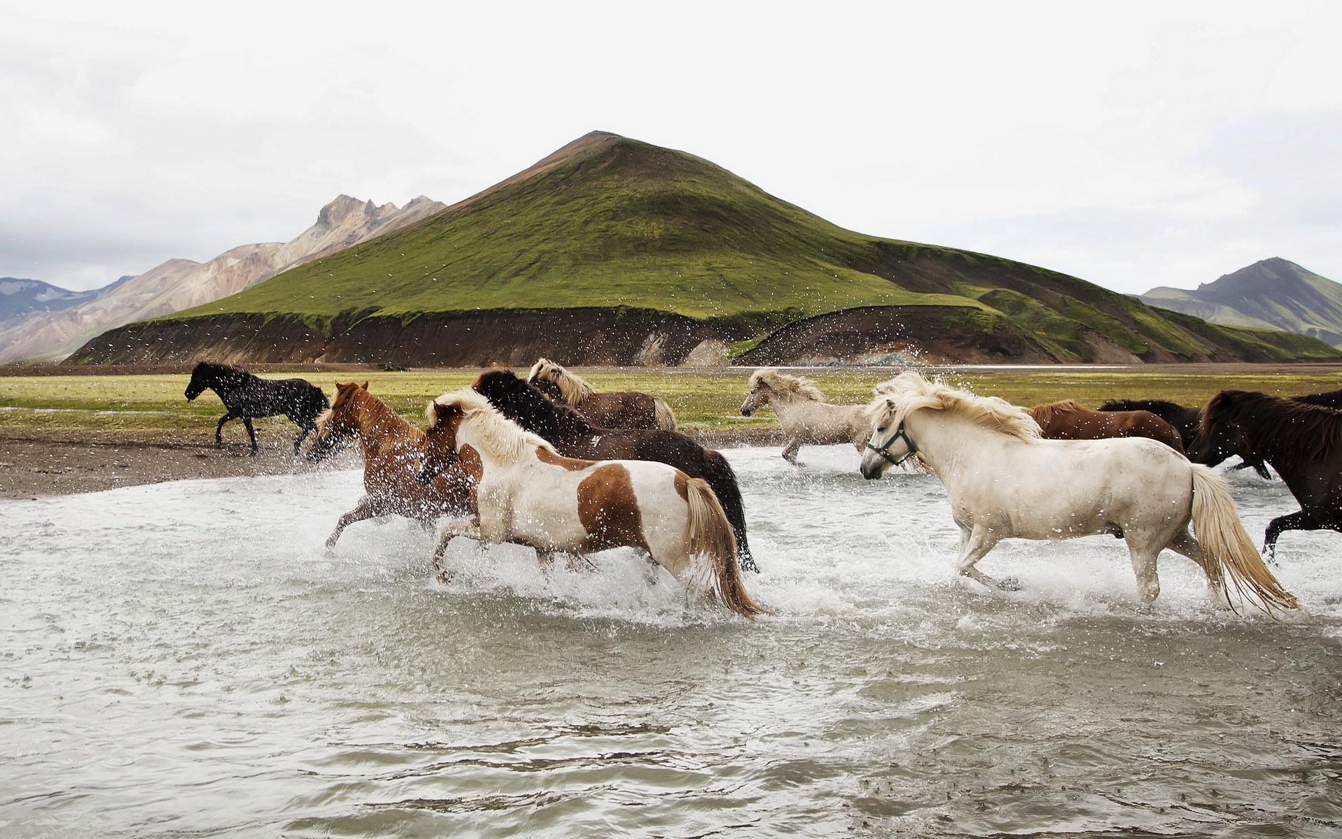 animals water landscape horse nature Wallpaper
