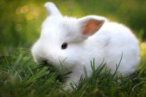 animals mammals rabbits grass