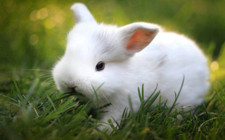 animals mammals rabbits grass Wallpapers HD / Desktop and Mobile ...