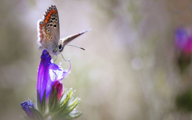 animals lepidoptera insect plants macro HD Wallpaper Desktop Background