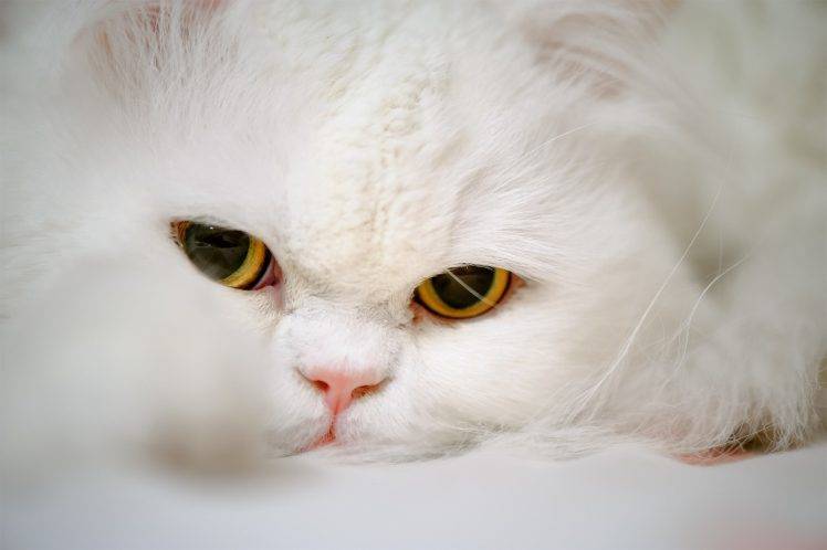 animals mammals feline cat HD Wallpaper Desktop Background