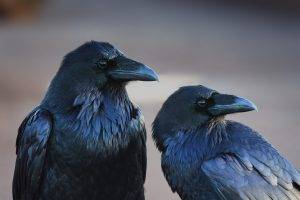 animals birds crow raven
