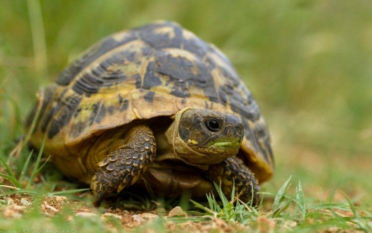animals tortoises reptiles HD Wallpaper Desktop Background