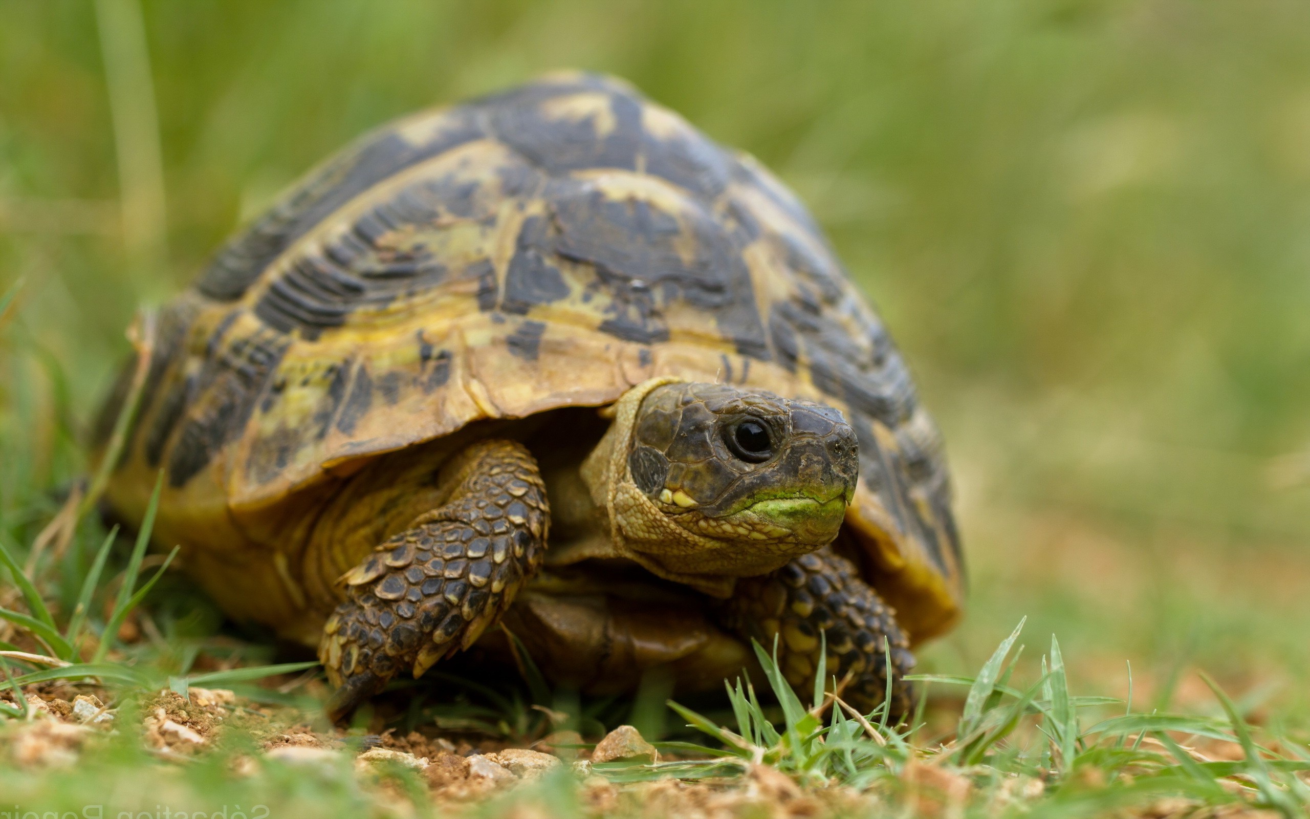 animals tortoises reptiles Wallpaper