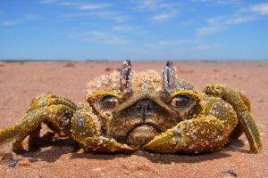 nature animals crabs pug dog photoshop sand