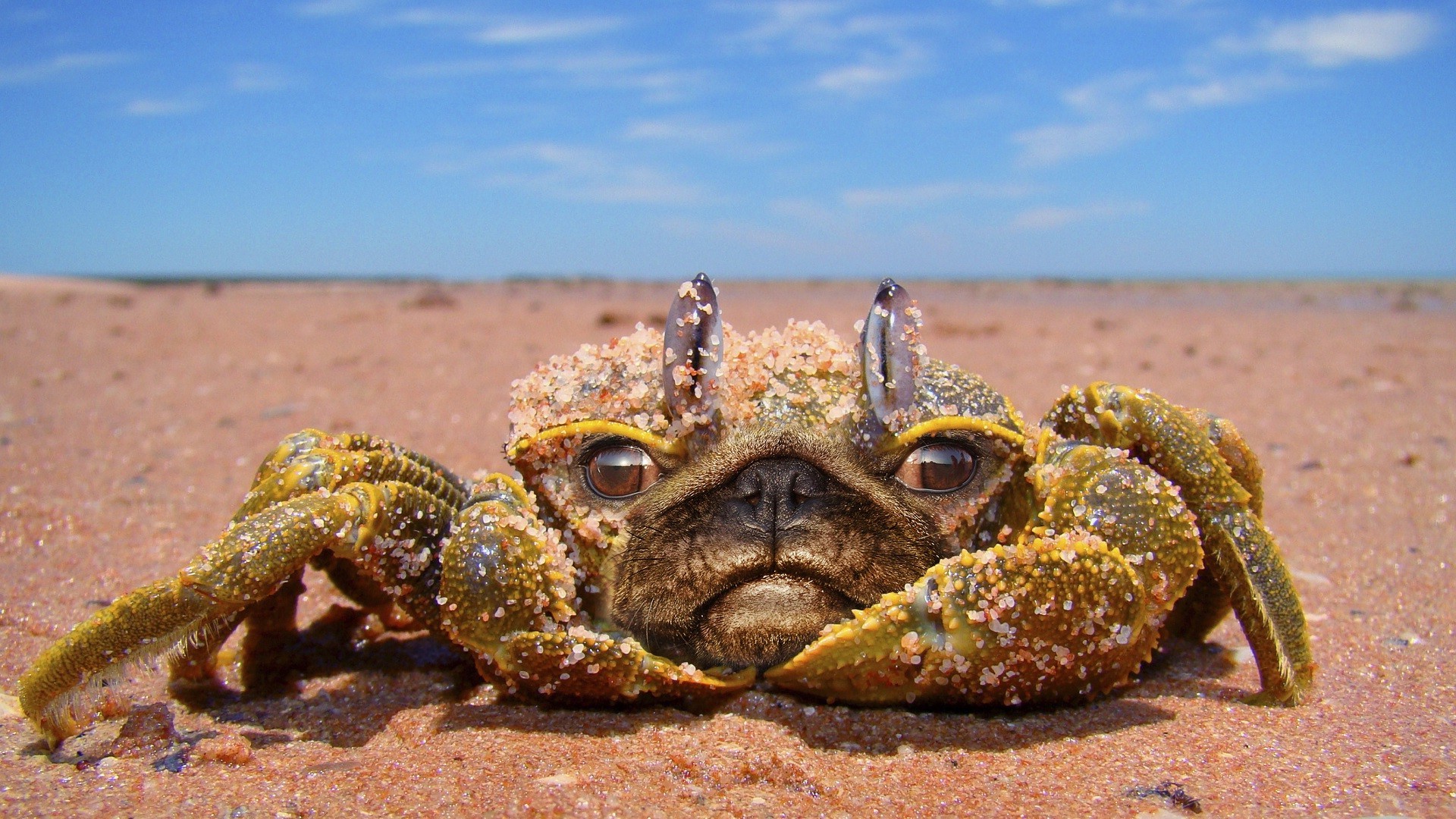 nature animals crabs pug dog photoshop sand Wallpaper