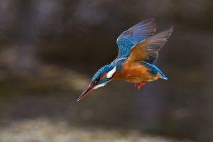 nature animals birds kingfisher wings