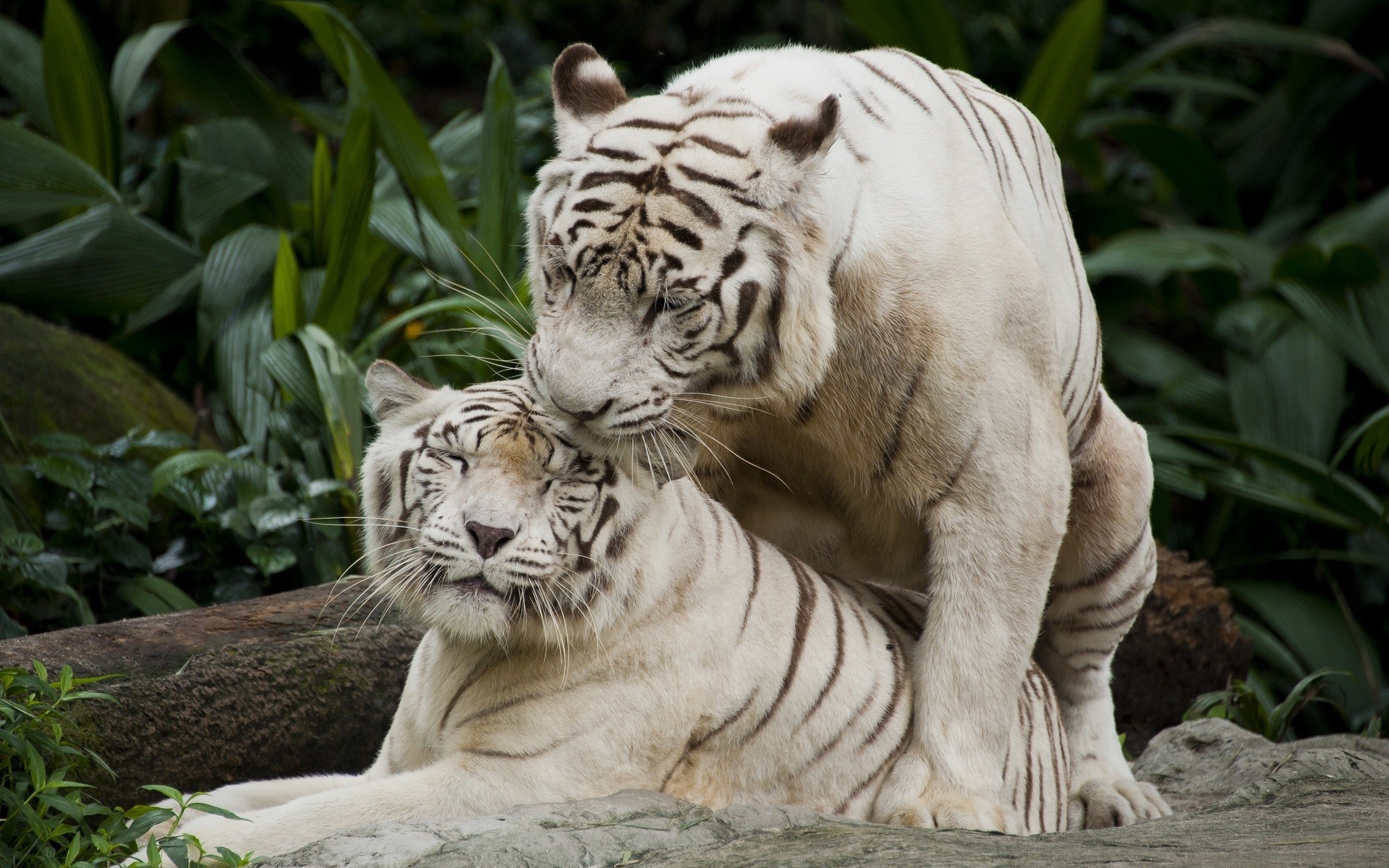 nature animals tiger white tigers big cats Wallpapers HD / Desktop and