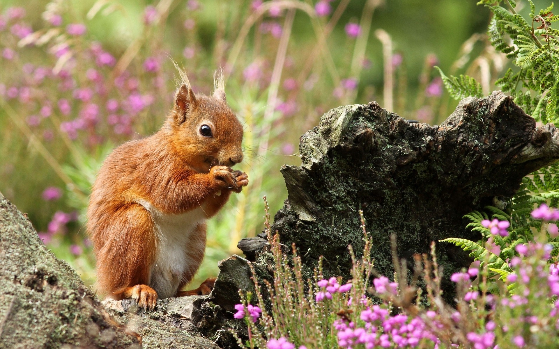 squirrel animals Wallpaper