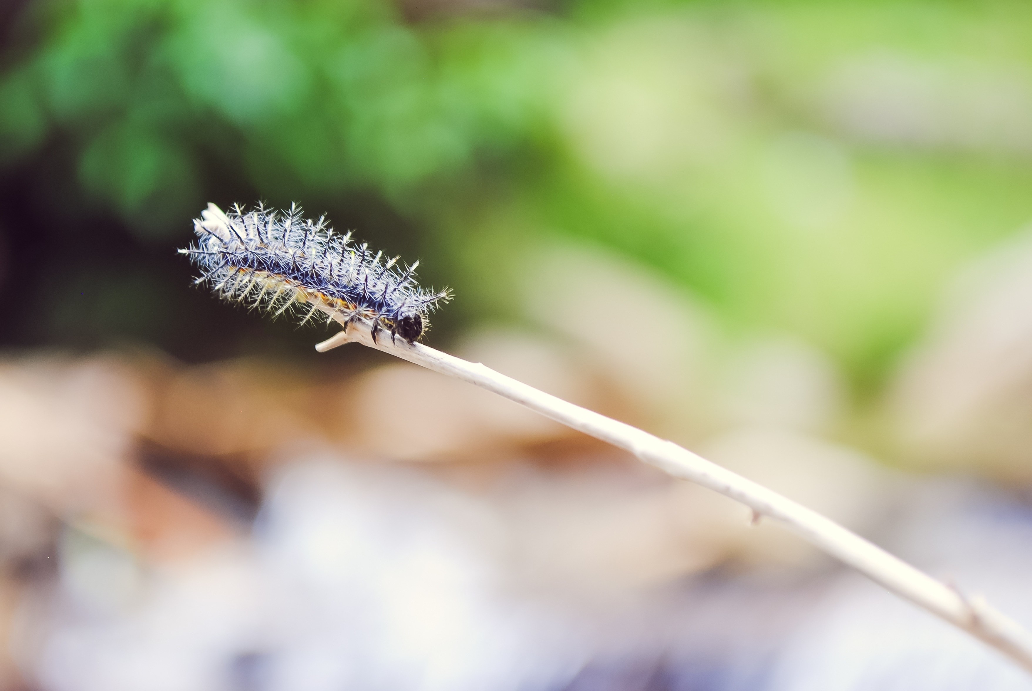 worm macro insect nature Wallpaper