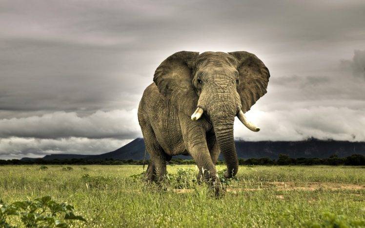 africa nature landscape elephant HD Wallpaper Desktop Background