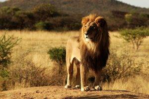 africa nature landscape lion