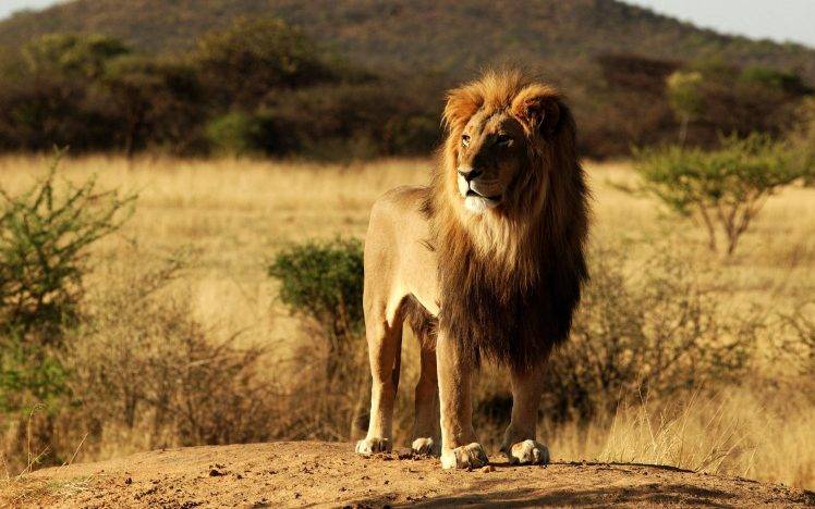 africa nature landscape lion HD Wallpaper Desktop Background