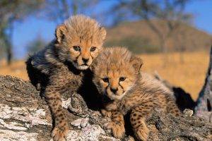 africa nature landscape cubs cheetahs cheetah