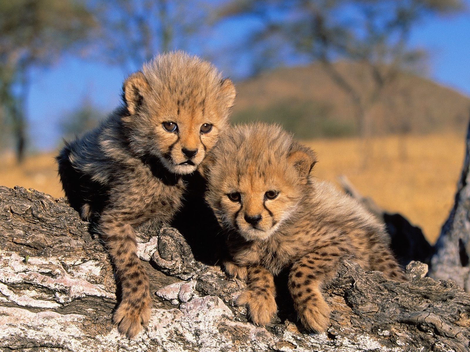 africa nature landscape cubs cheetahs cheetah Wallpaper