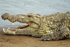 africa nature animals crocodiles