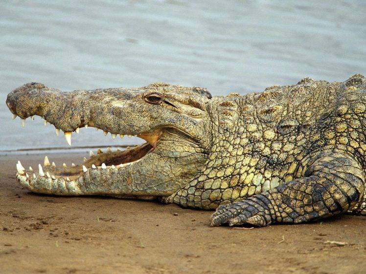africa nature animals crocodiles HD Wallpaper Desktop Background