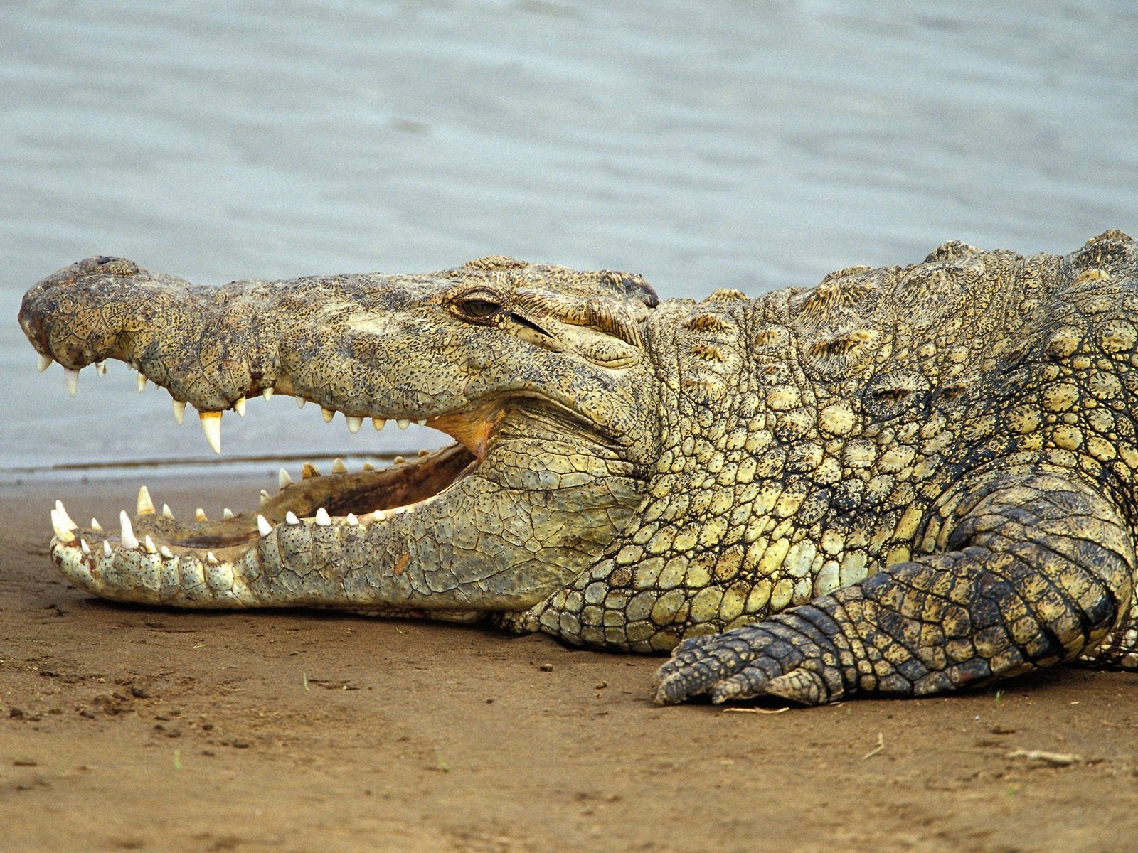 africa nature animals crocodiles Wallpaper