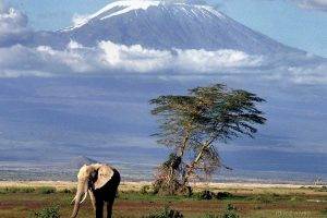 africa mount kilimanjaro elephant animals nature landscape