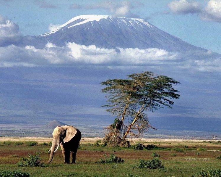 africa mount kilimanjaro elephant animals nature landscape HD Wallpaper Desktop Background