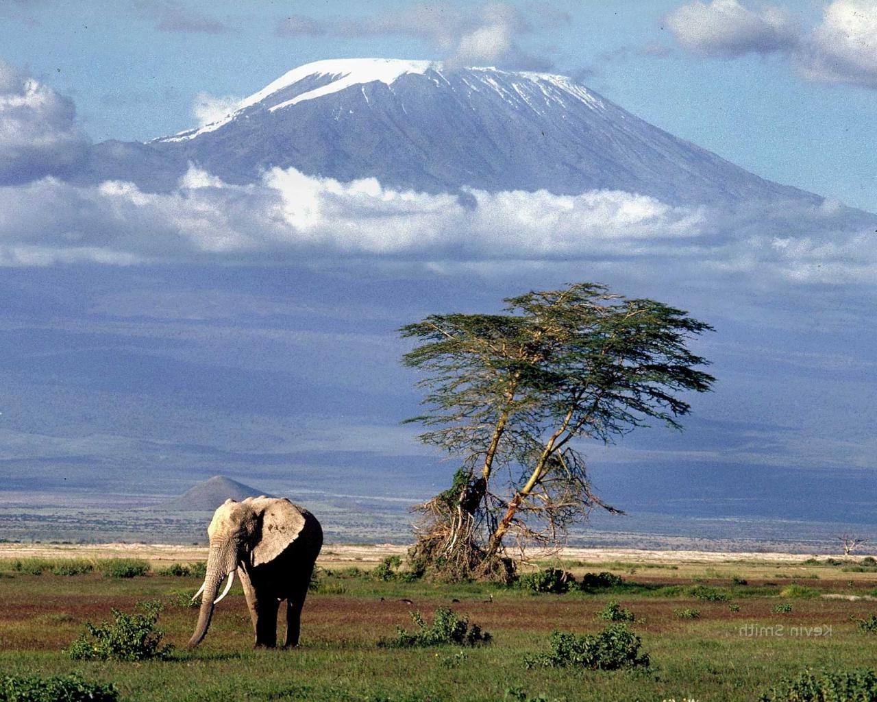 africa mount kilimanjaro elephant animals nature landscape Wallpaper