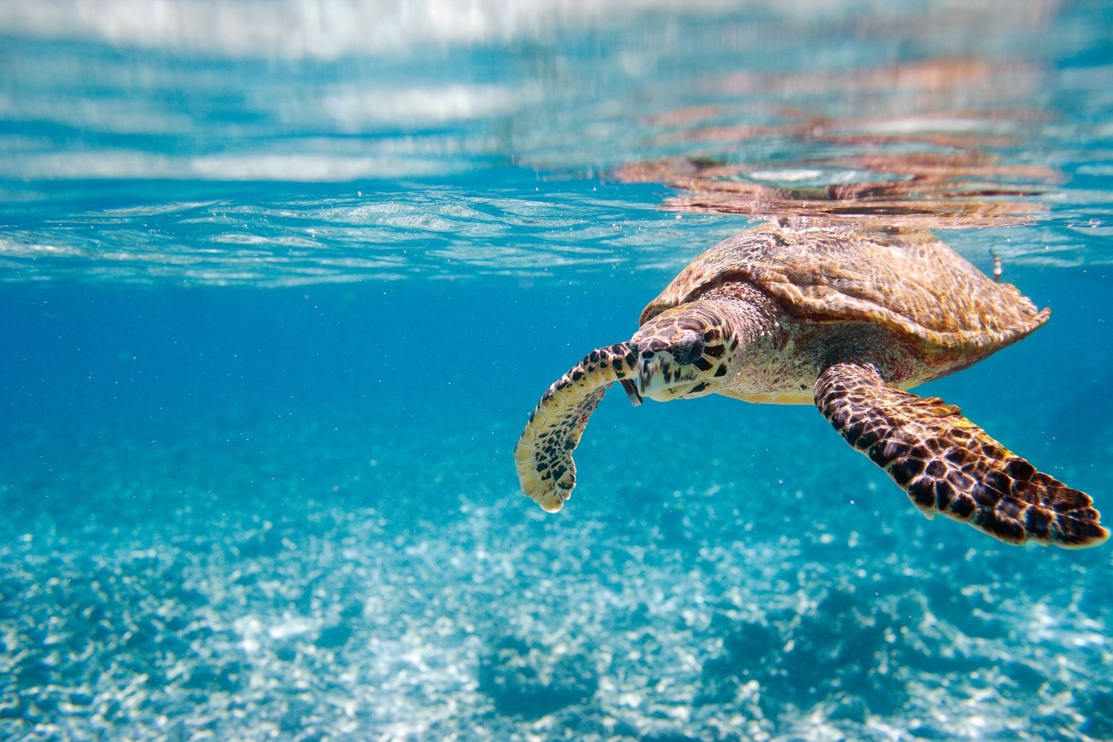 africa turtle nature blue sea  animals  Wallpapers  HD 