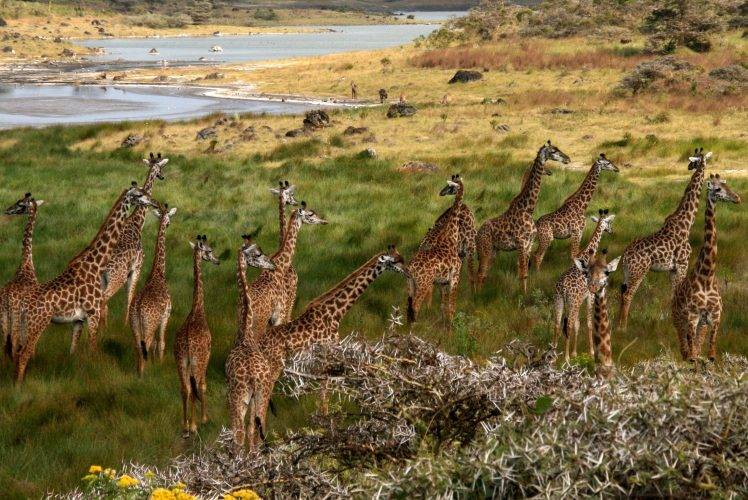 africa giraffes nature animals HD Wallpaper Desktop Background
