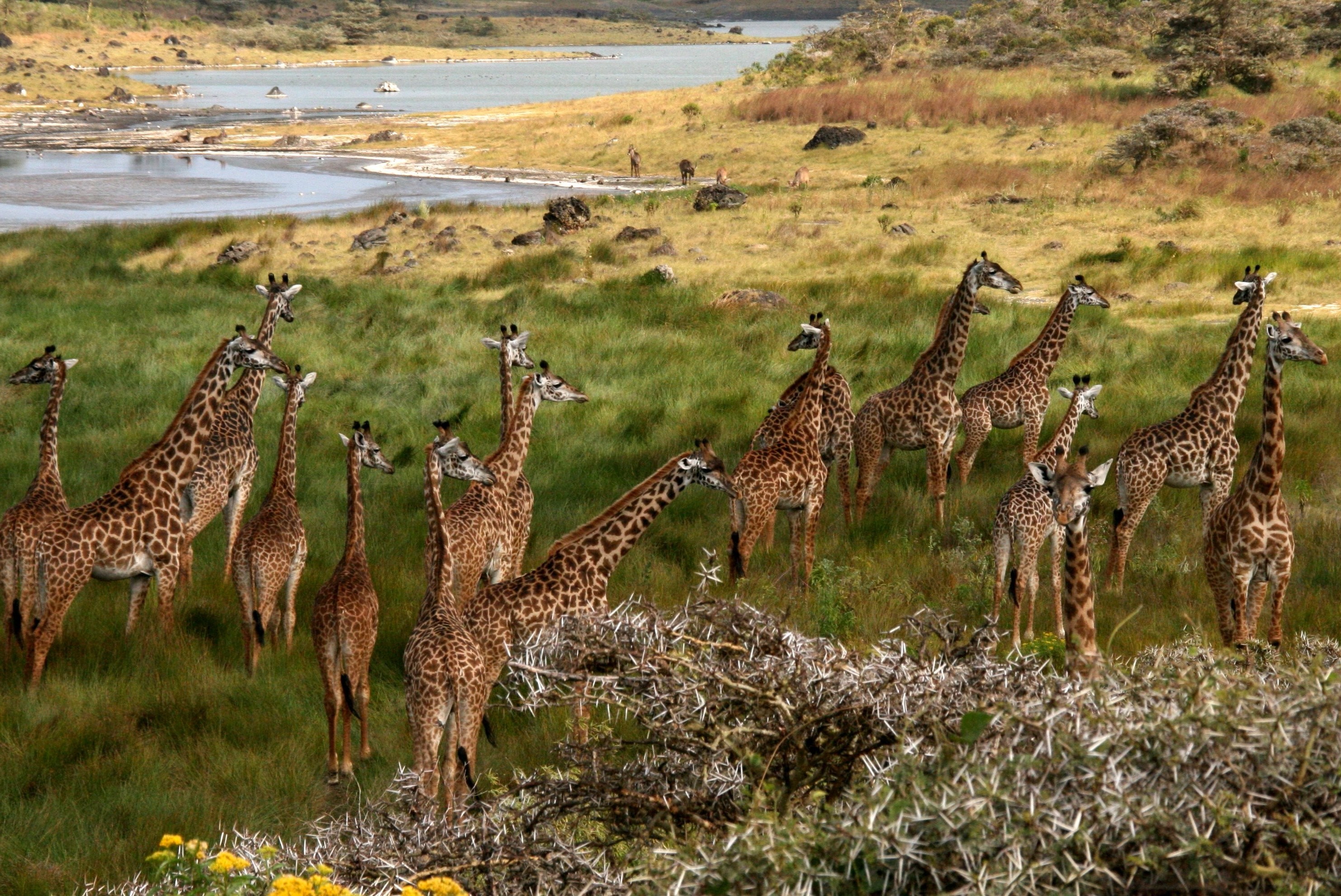 africa giraffes nature animals Wallpaper