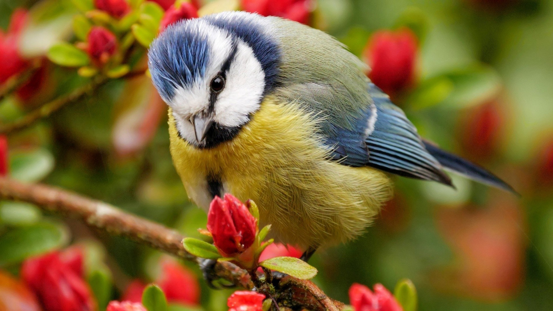birds flowers Wallpapers HD / Desktop and Mobile Backgrounds